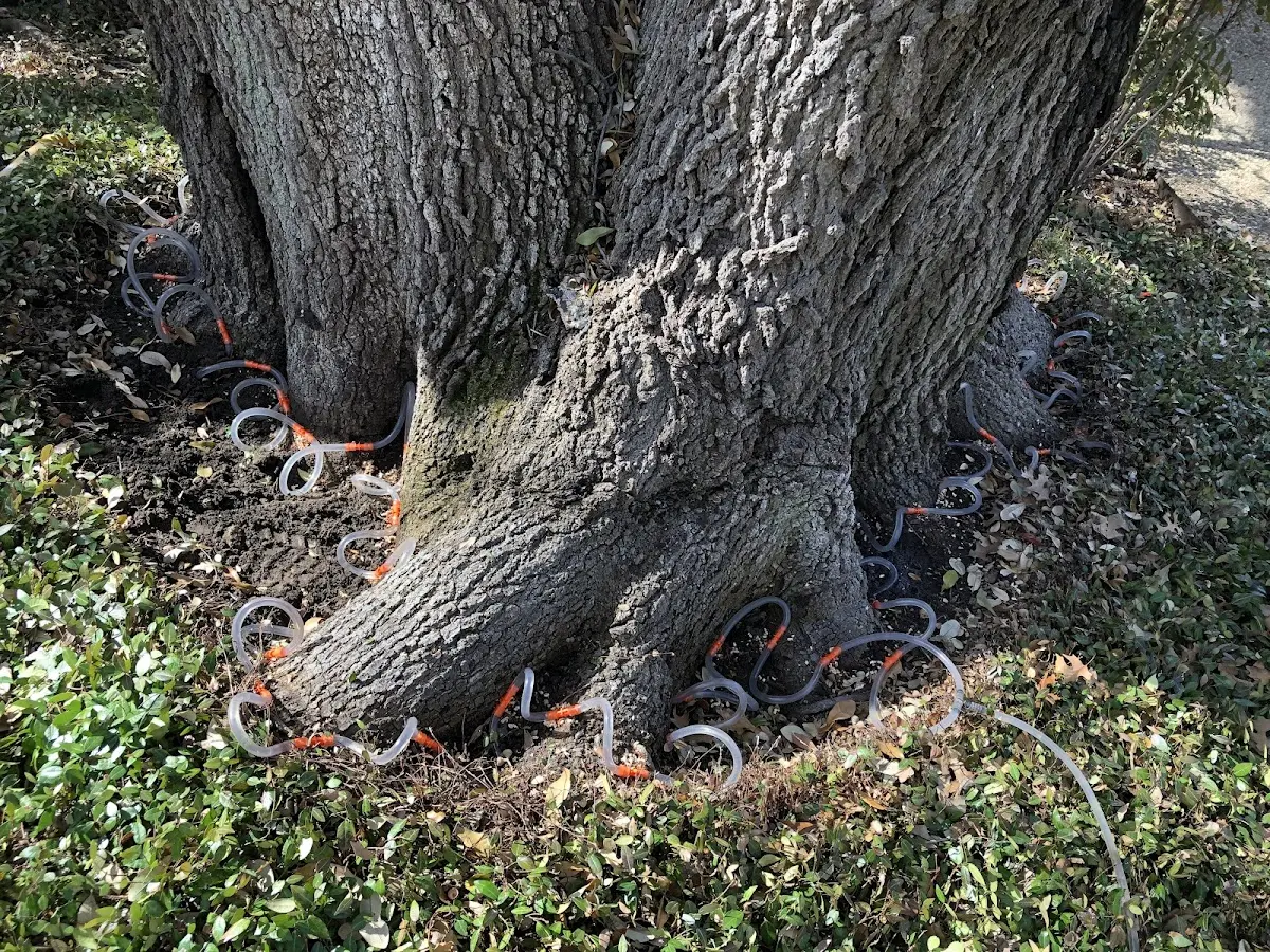 Detailed Tree Cabling and Bracing job site in Dixmont