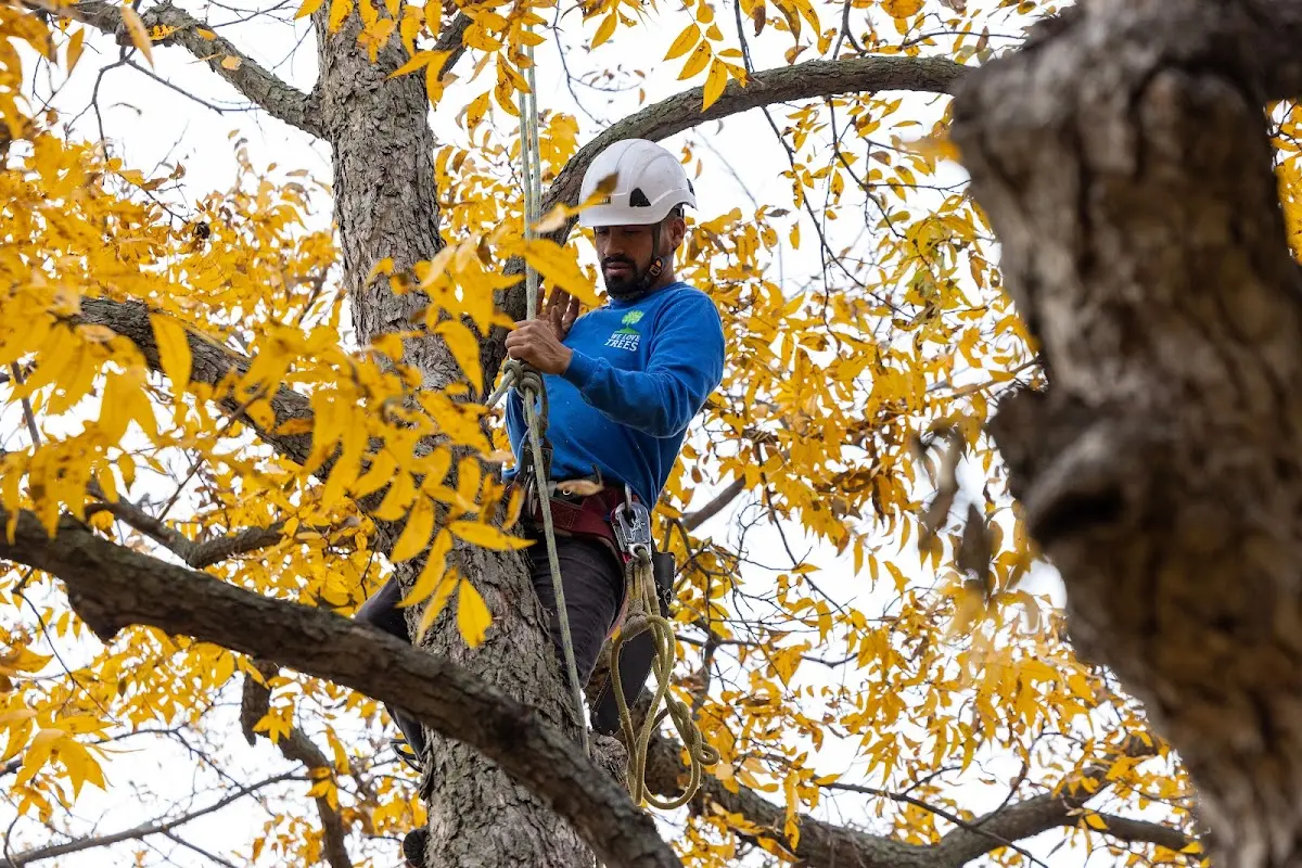 Skilled Tree Planing crew working in Dixmont